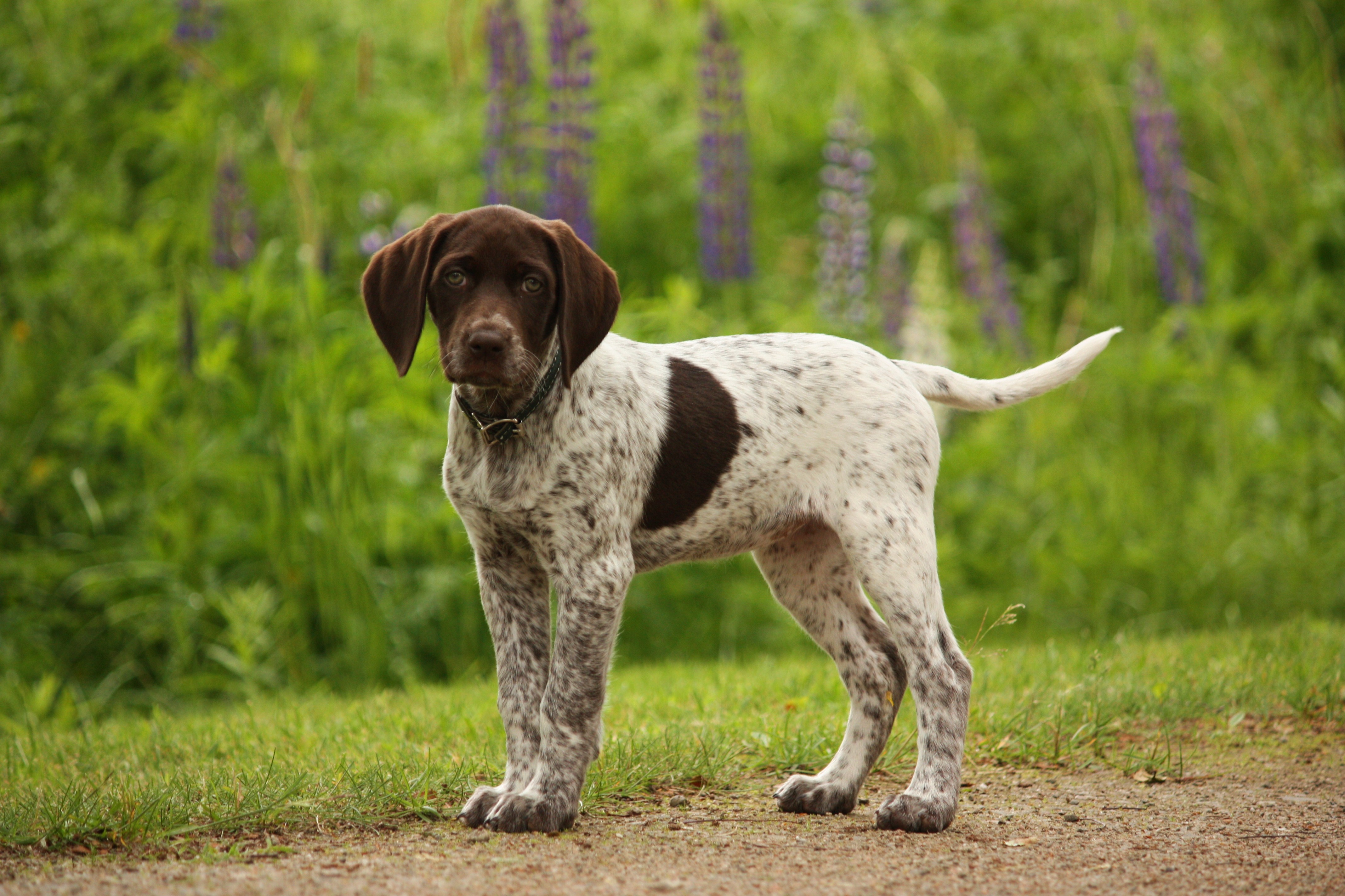 German Shorthaired Pointer Background - HD Wallpaper 