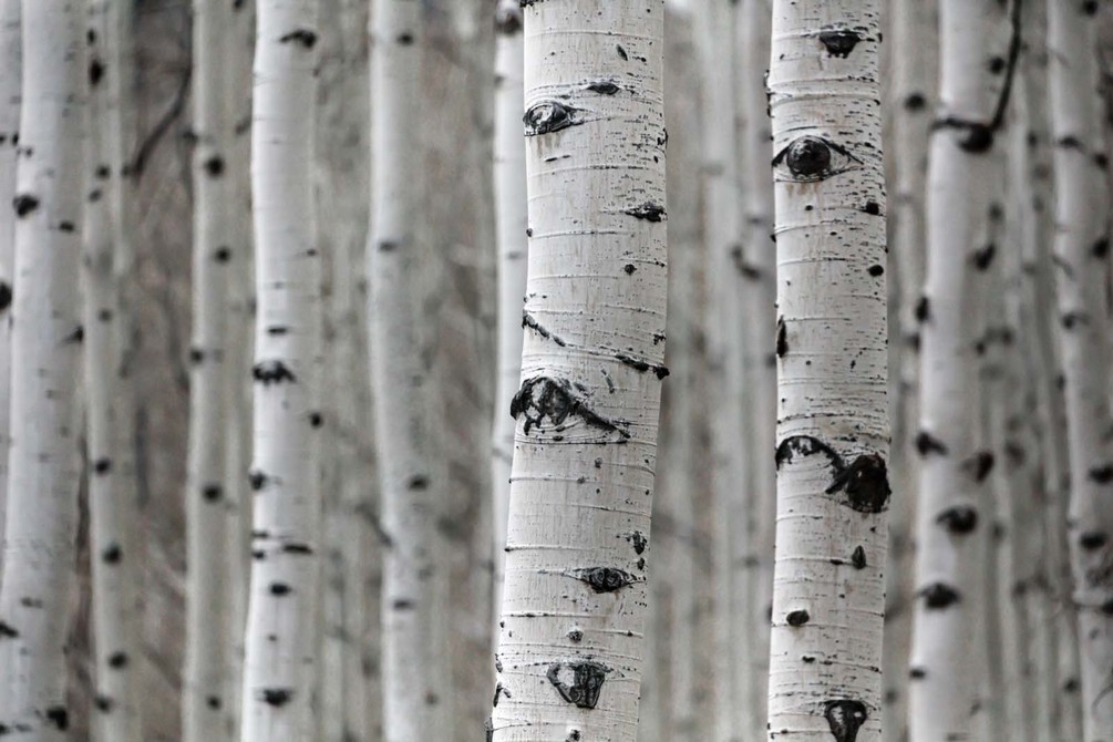 Wall Mural Tree, Canoe Birch And American Aspen - Birch Tree - HD Wallpaper 