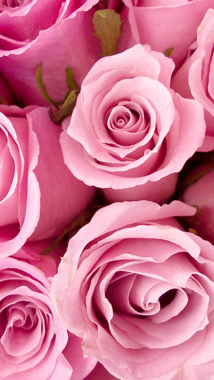 Samsung Galaxy J3 Wallpapers - Pink Roses - 720x1280 Wallpaper 