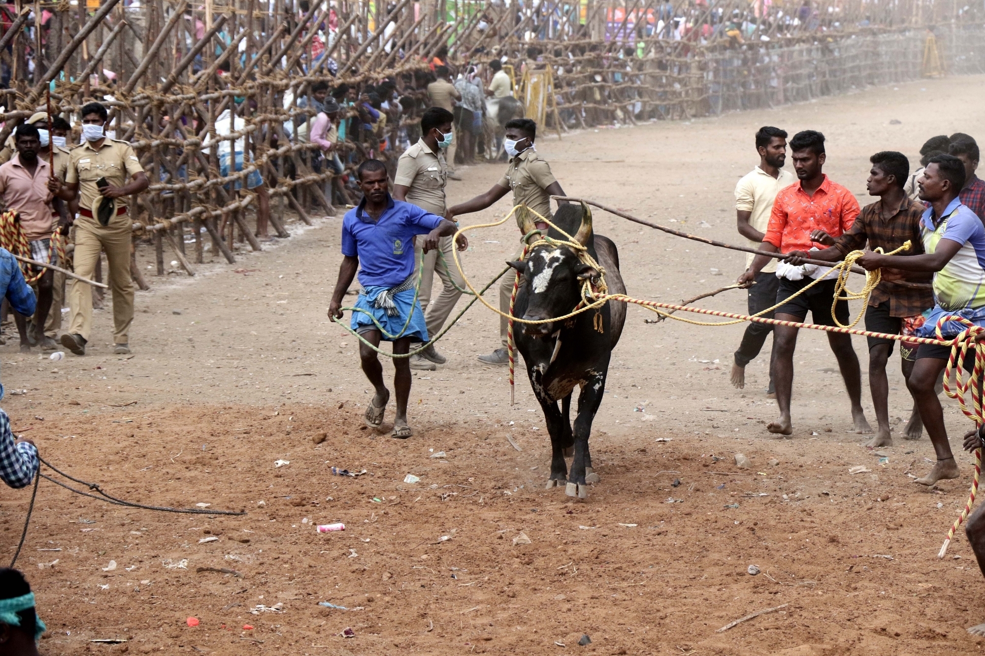 Stallion - HD Wallpaper 