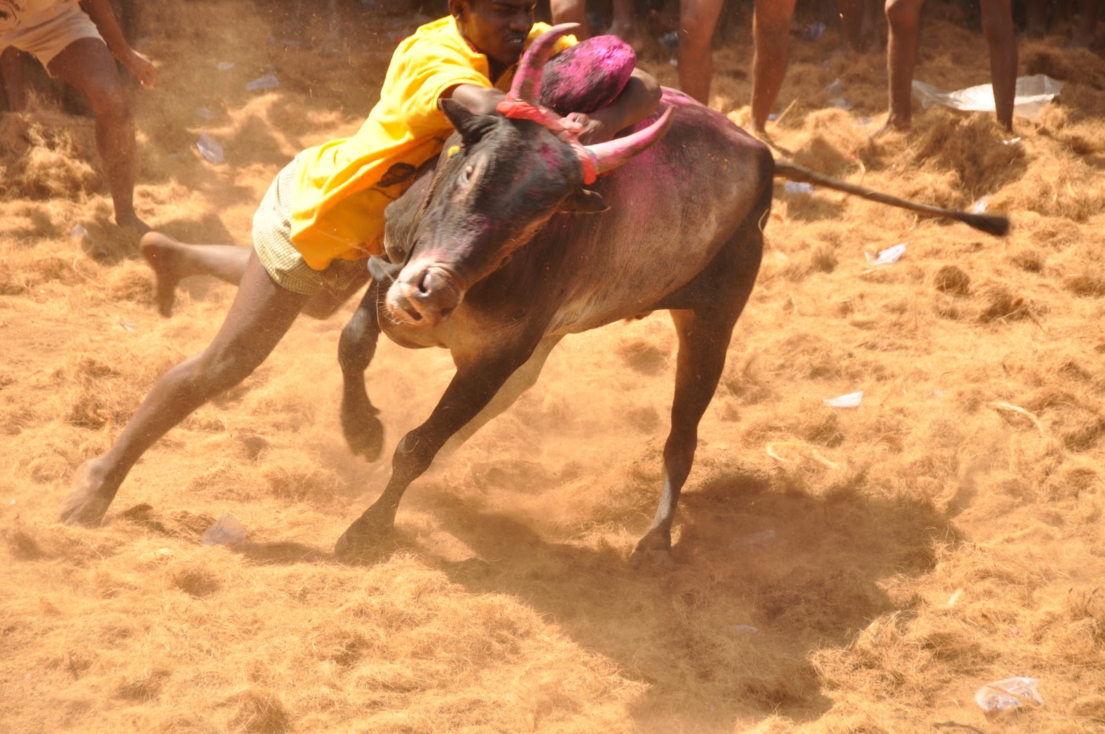 Charreada - HD Wallpaper 