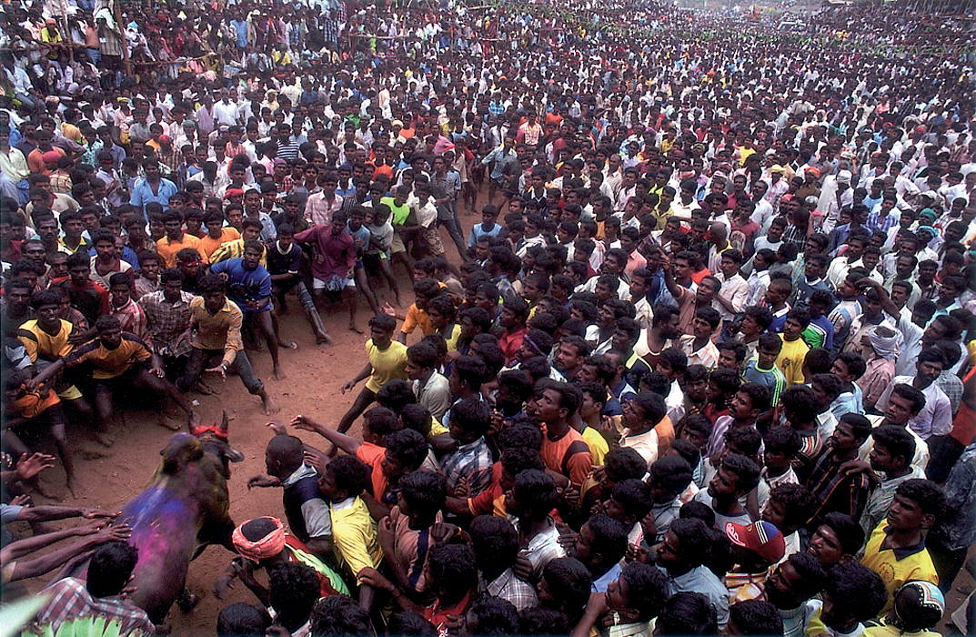 Bullfight2 - Indian Crowd - HD Wallpaper 