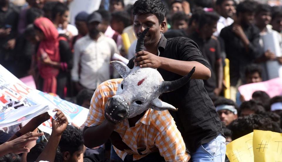 Jallikattu Protest Date - HD Wallpaper 