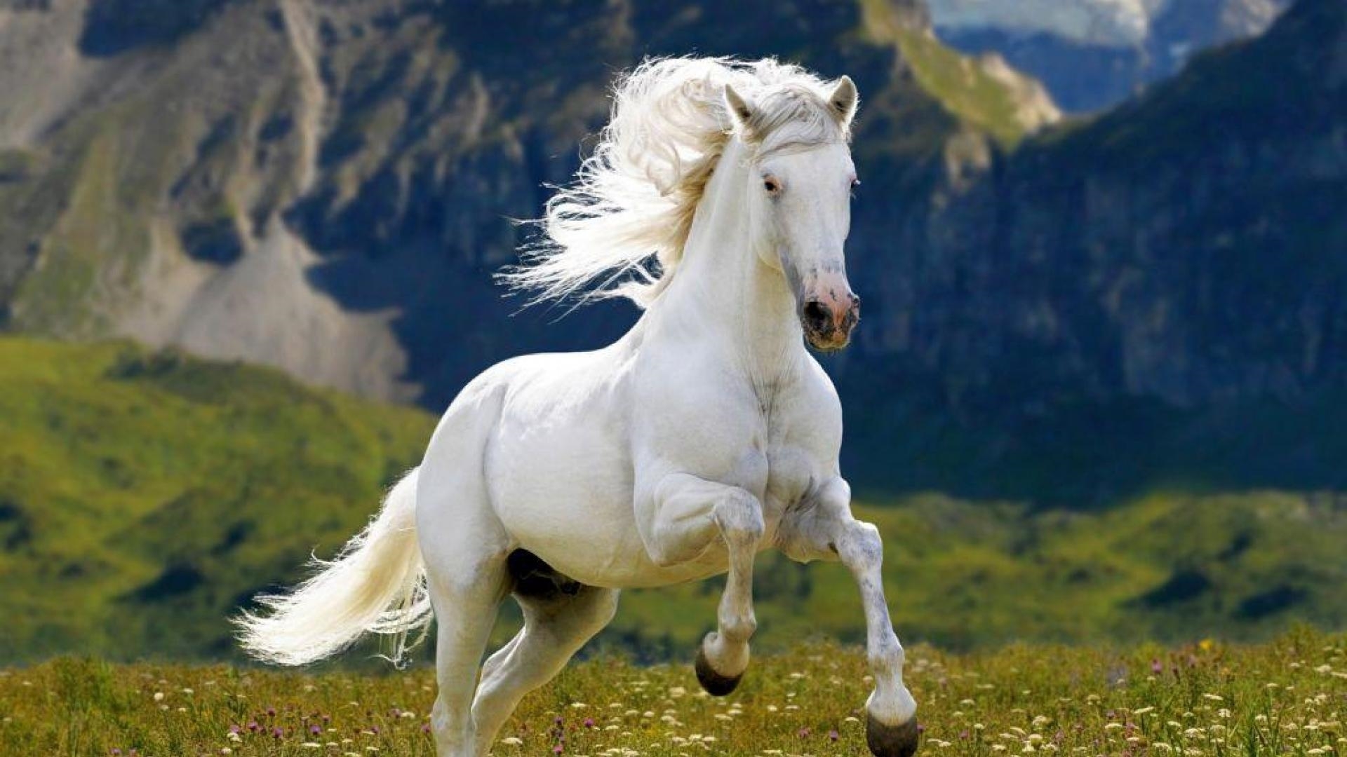 Horse High Definition Wallpapers - High Definition Pictures Of Horses - HD Wallpaper 