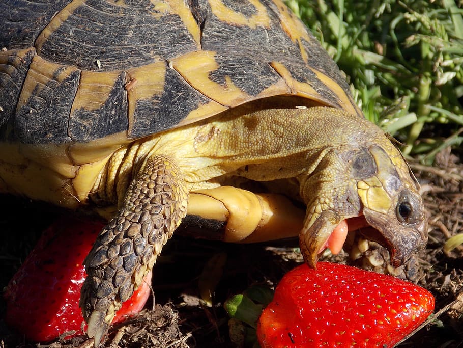 Turtle, Breakfast, Good Morning, Strawberry, Tortoise, - HD Wallpaper 