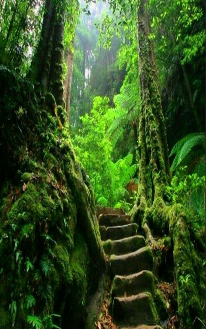 Secret Place In Forest - HD Wallpaper 