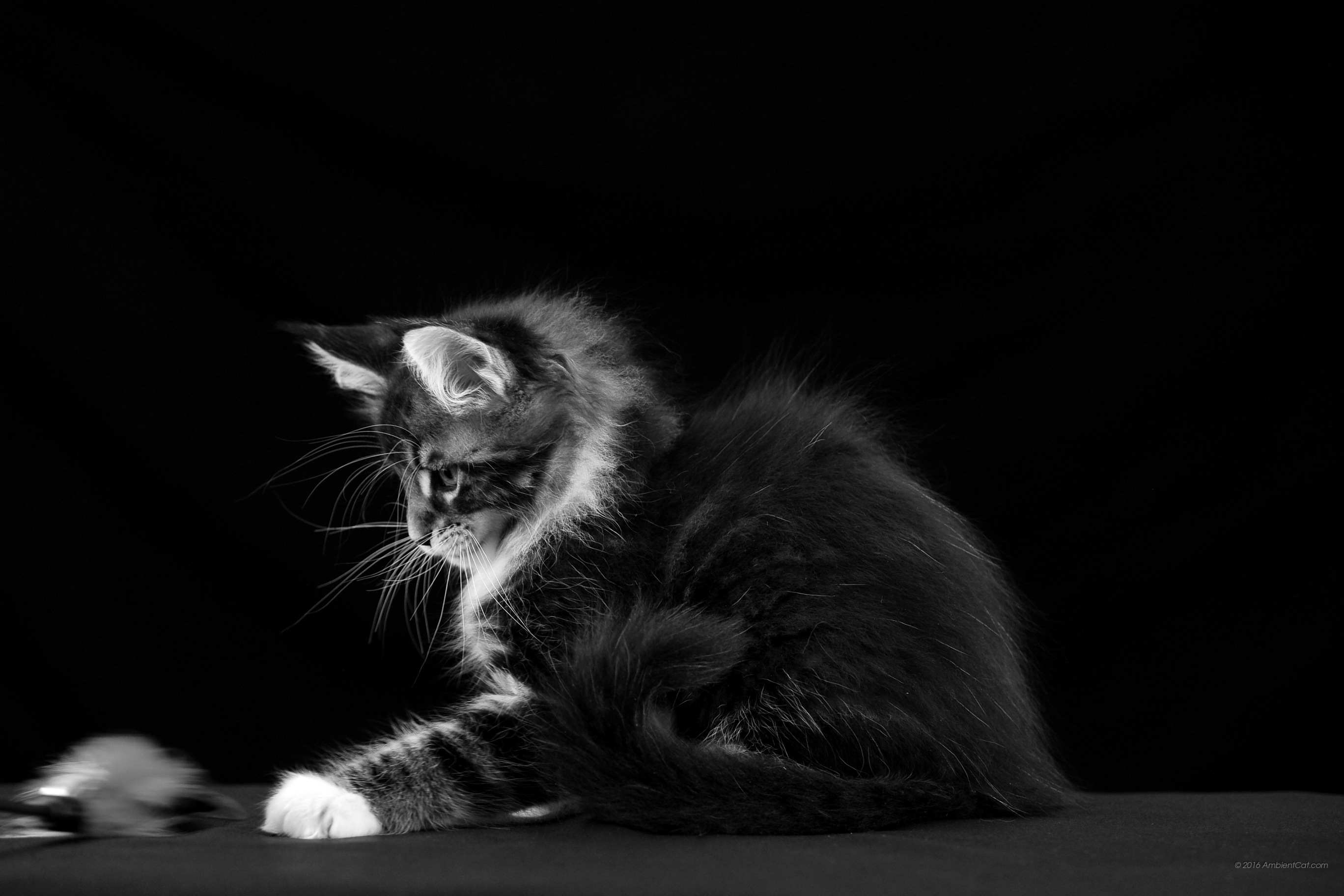 Surface Wallpaper Microsoft Surface Background 2736x14 Wallpaper Teahub Io