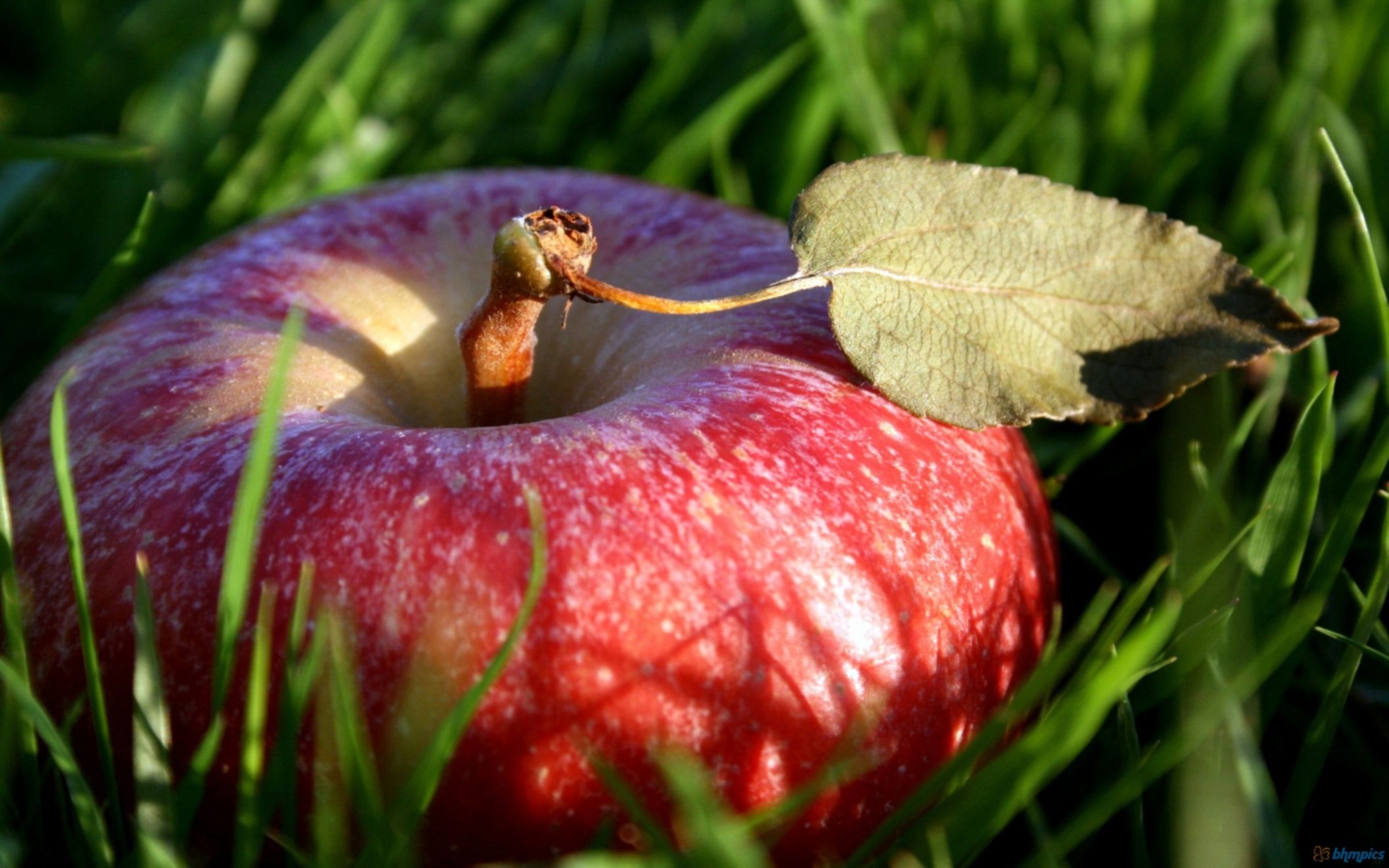 Download Free Hd Fruit Red Apple Fruit Wallpaper, Image - Red Apple Fruit Hd - HD Wallpaper 