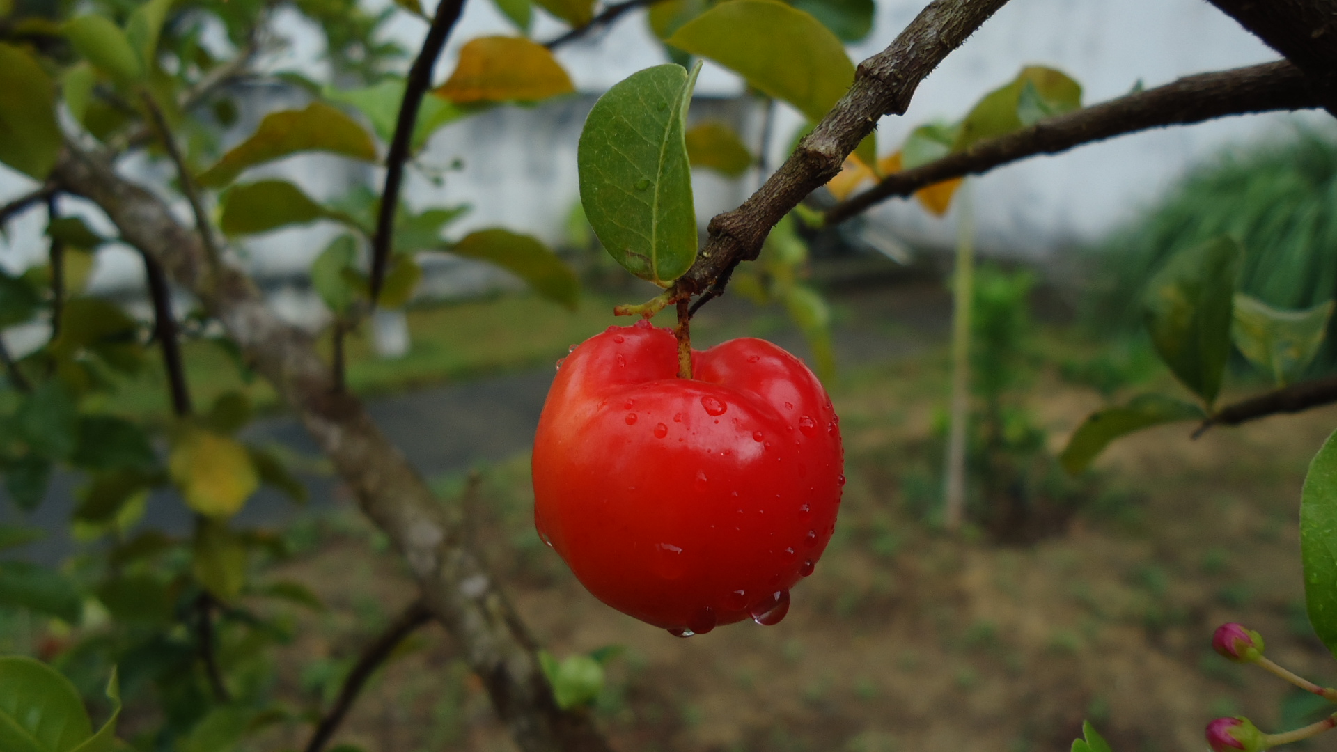 Acerola Hd - HD Wallpaper 