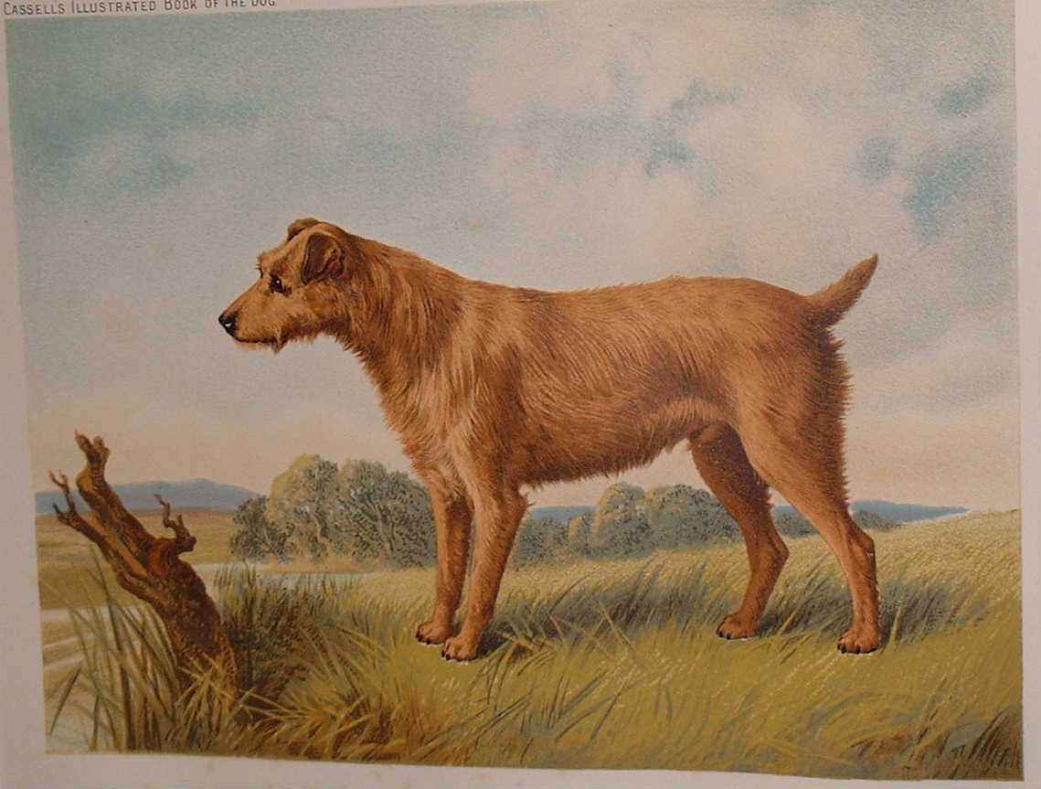 Drawn Irish Terrier Dog Wallpaper - Irish Terrier - HD Wallpaper 