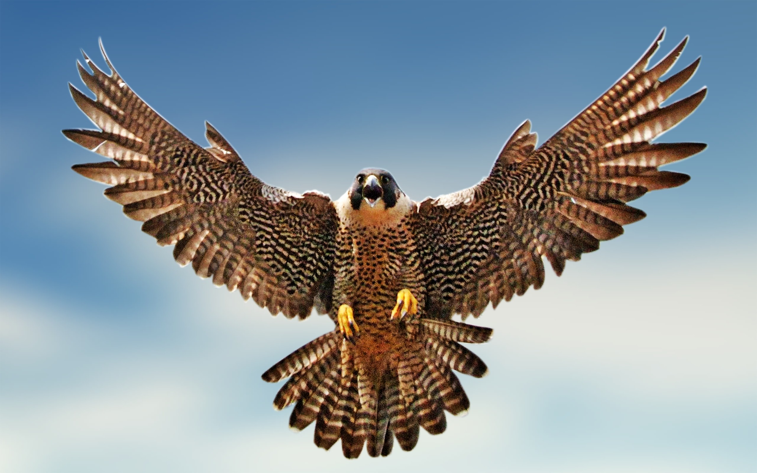 Peregrine Falcon - HD Wallpaper 