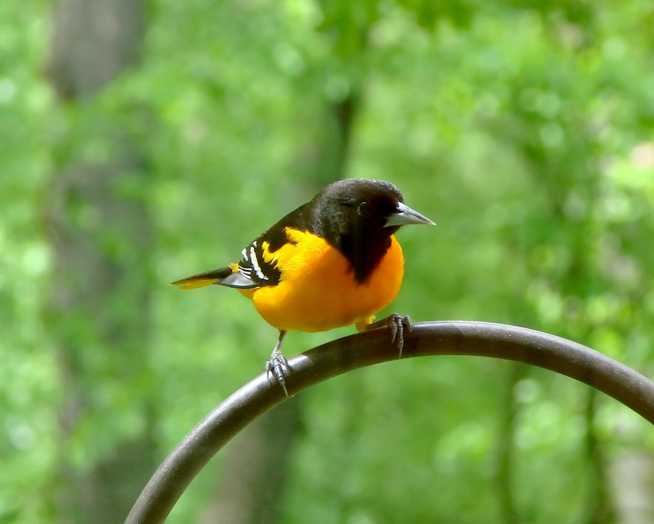 Printable Baltimore Oriole Bird - HD Wallpaper 