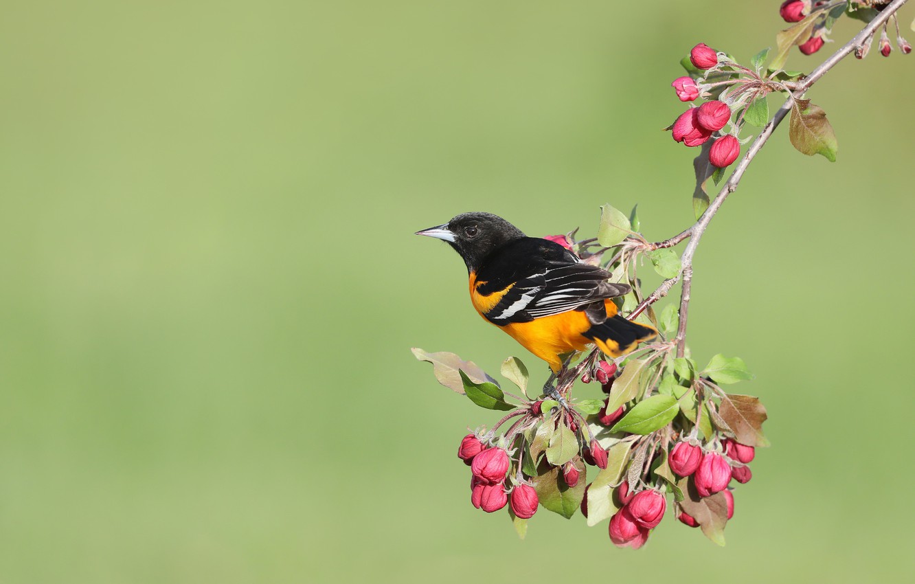 Photo Wallpaper Flowers, Background, Bird, Spring, - Red Winged Blackbird - HD Wallpaper 