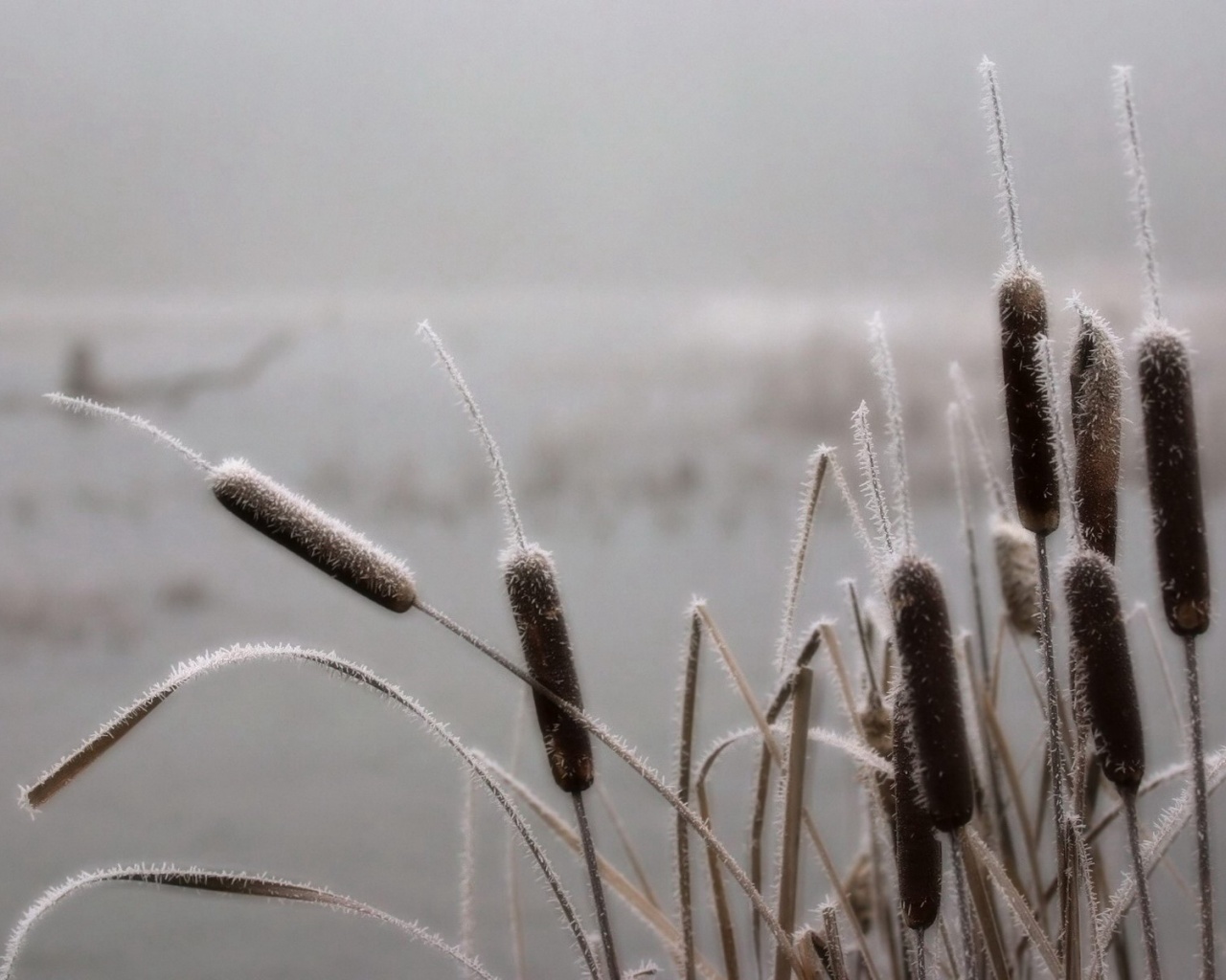 Cattails Wallpaper Hd - 1280x1024 Wallpaper - teahub.io