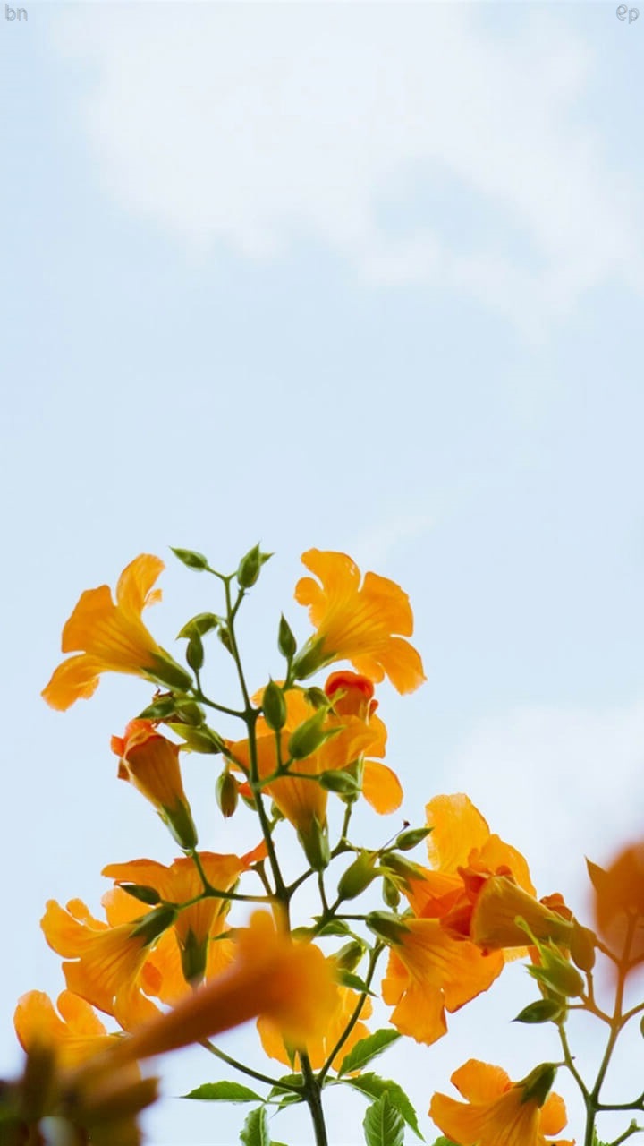 Blake Spring Wallpaper Nature S11 Note 12 - Eschscholzia Californica - HD Wallpaper 