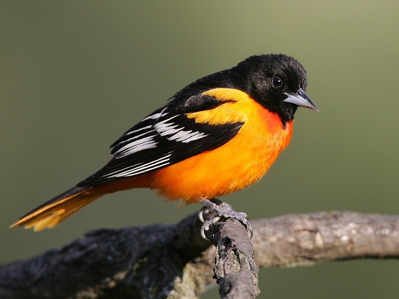 Baltimore Oriole Small Icterid Beautiful Black Bird - Orange And Black Sparrow - HD Wallpaper 