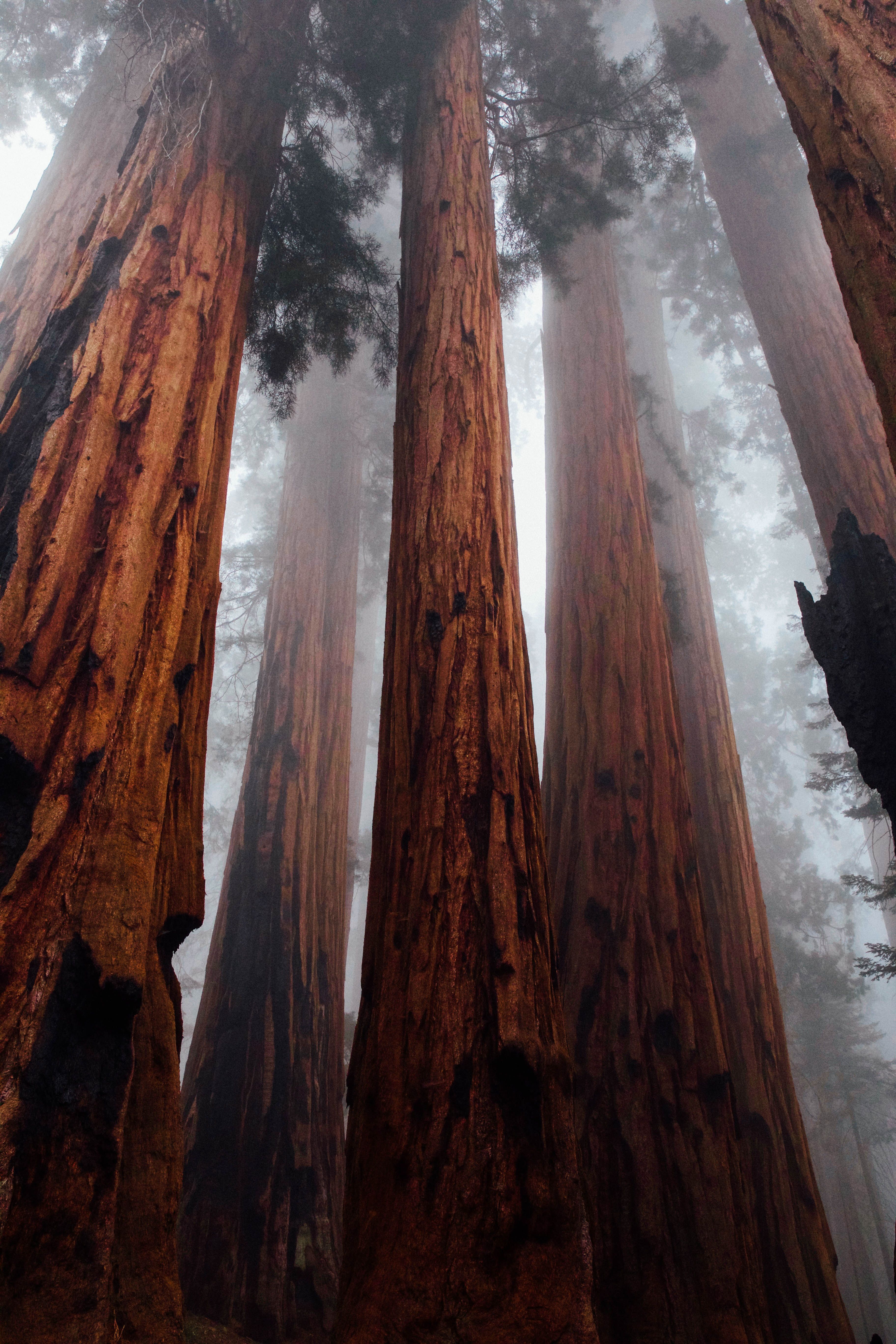 Sequoia National Park Iphone - HD Wallpaper 