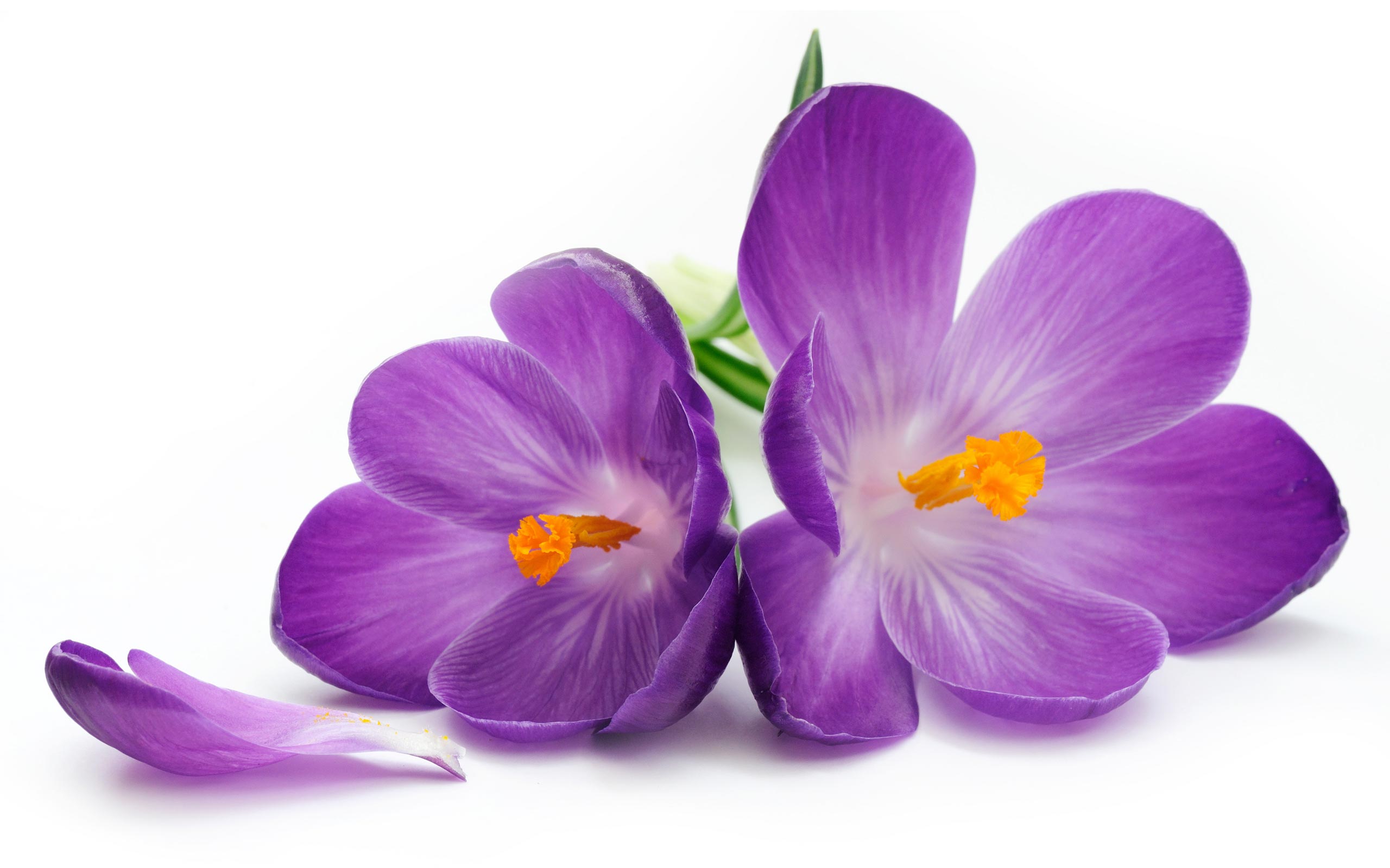 Transparent Saffron Flower Png 2560x1600 Wallpaper teahub.io