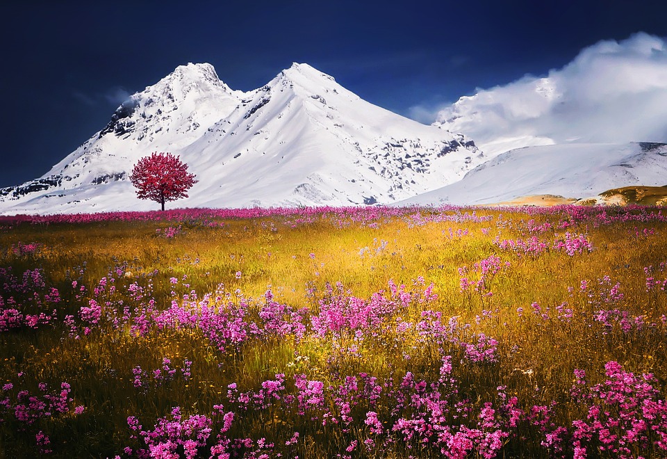 Snow Mountain With Pink Flowers - HD Wallpaper 