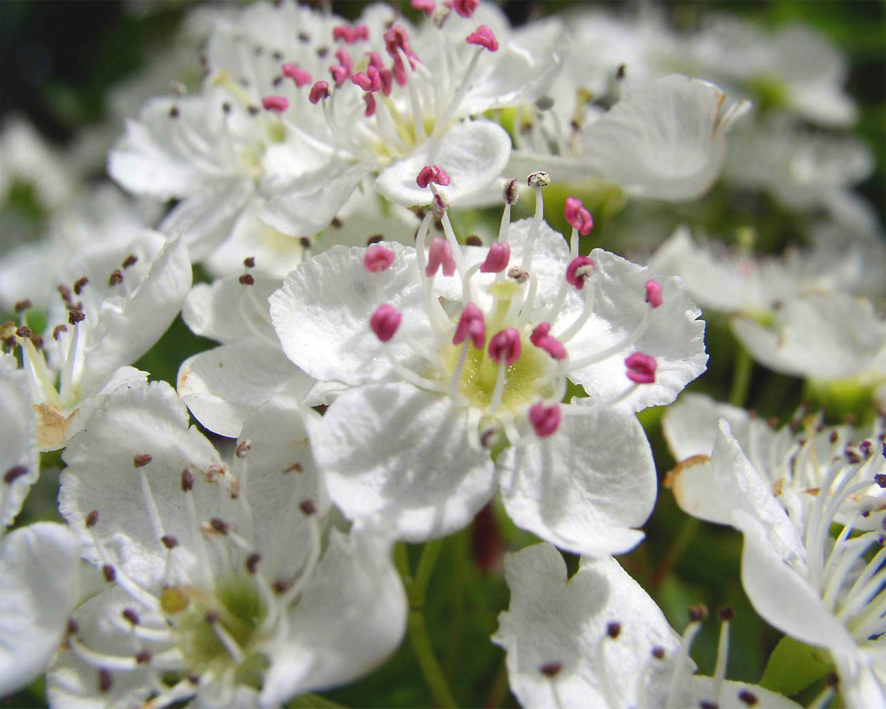 Hawthorn Wallpaper - Hydrangeaceae - HD Wallpaper 