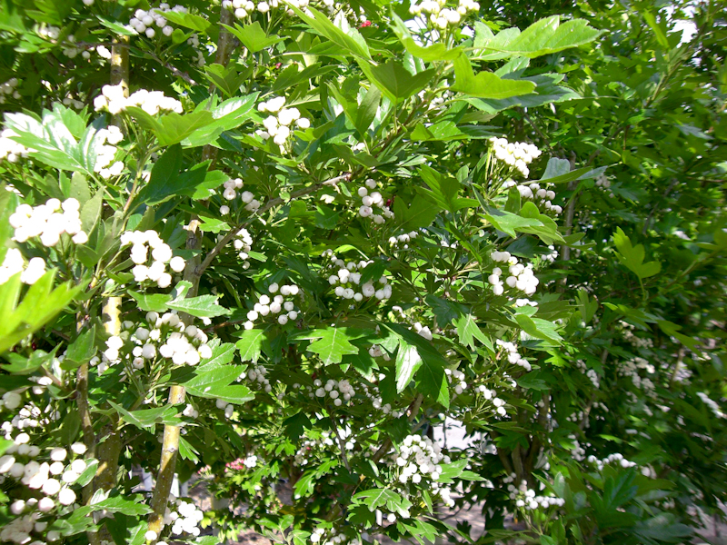 Jasmine - HD Wallpaper 