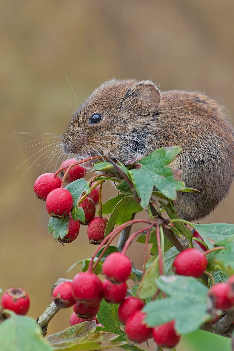 Wallpaper Mouse, Rodent, Bank Vole, Berries, Hawthorn - Rodent - HD Wallpaper 