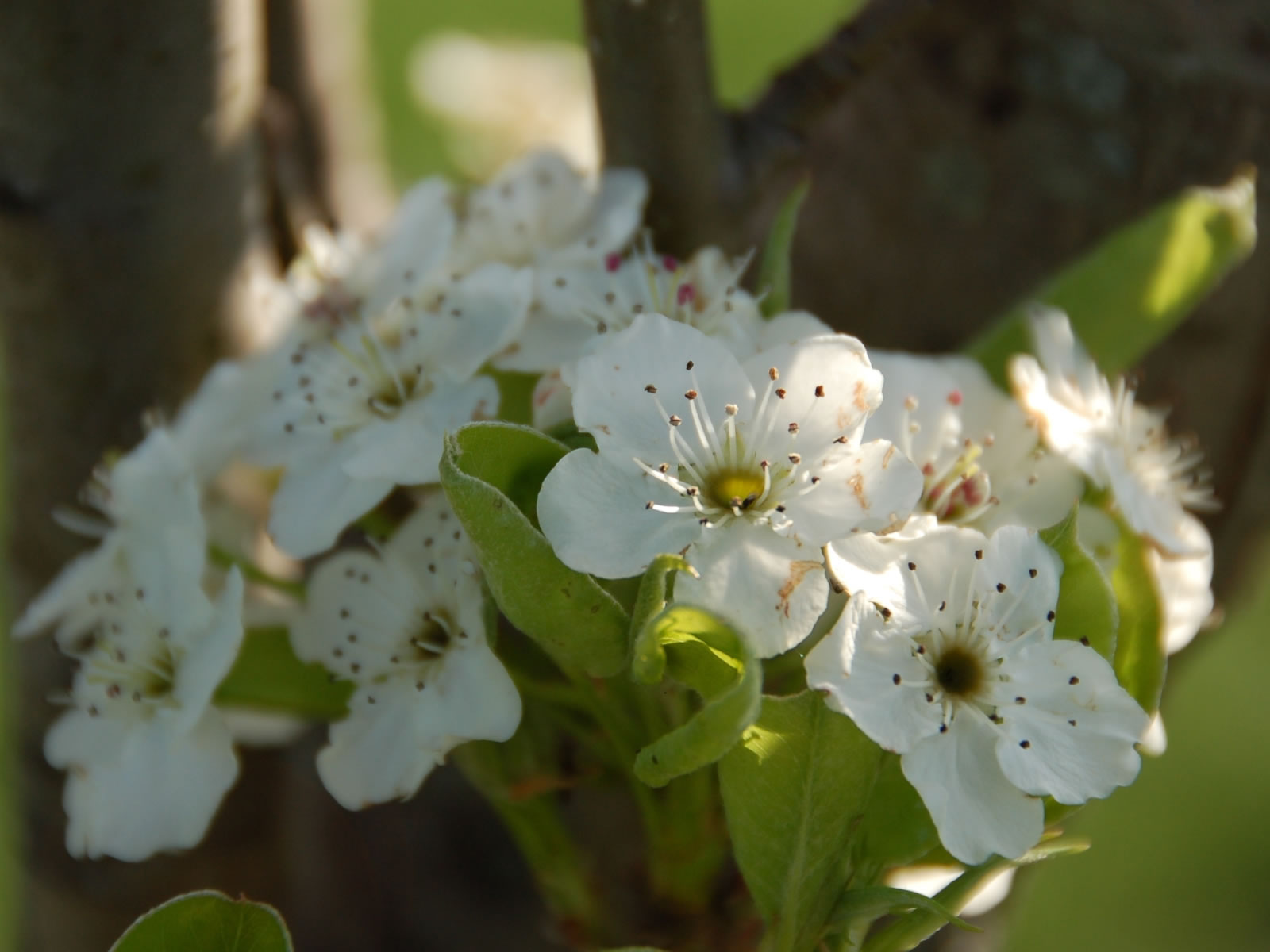 Hawthorn Blossom - Mock Orange - HD Wallpaper 
