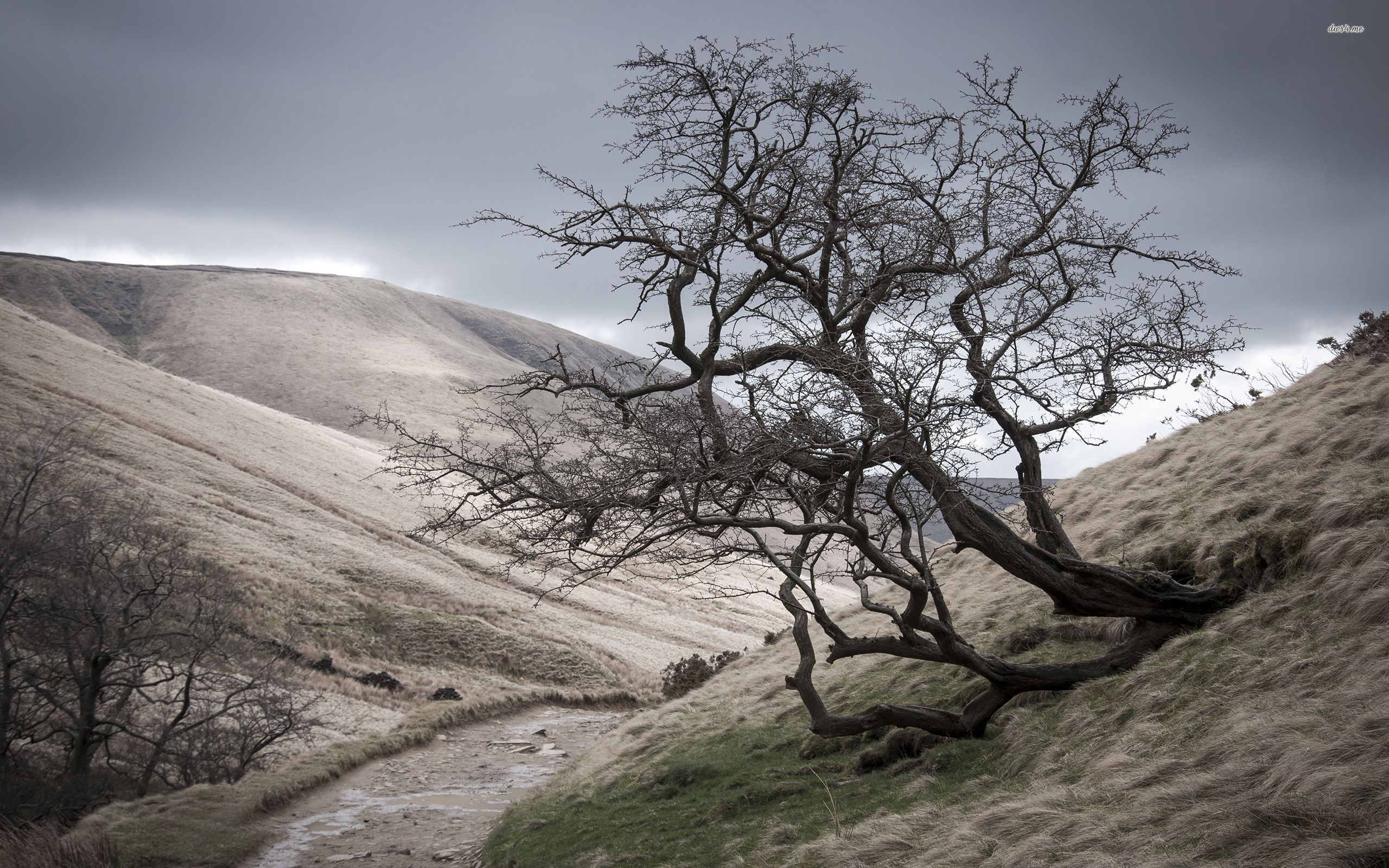 Wallpaper - HD Wallpaper 