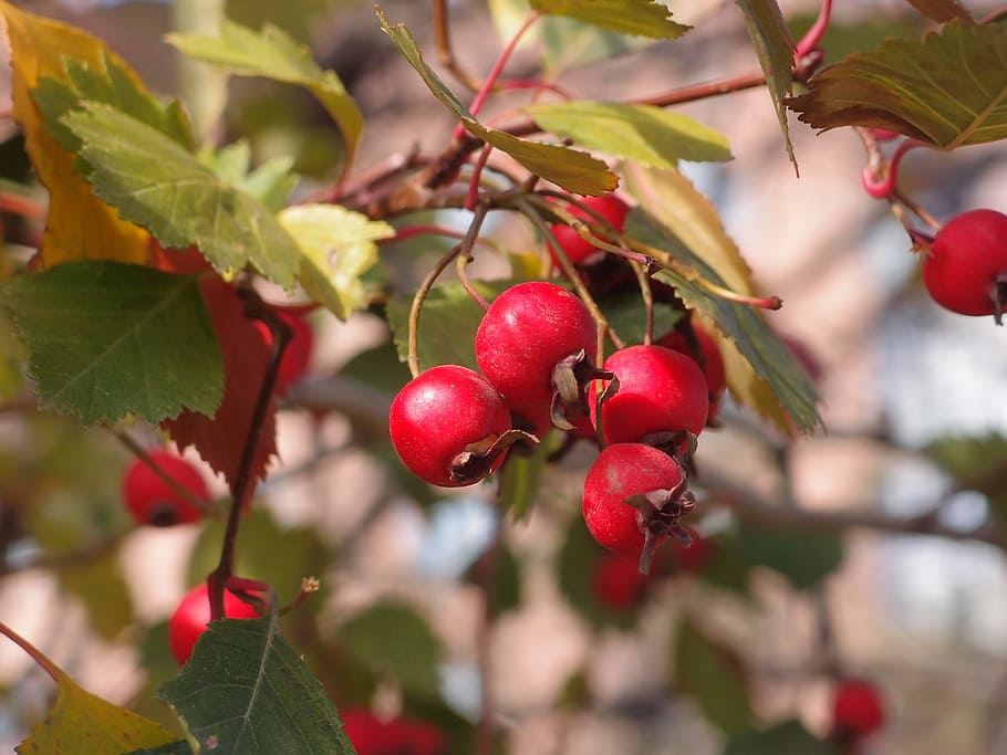 Hawthorn, Plant, Berry, Nature, Fruit, Leaves, Red, - Galagonya Növény - HD Wallpaper 