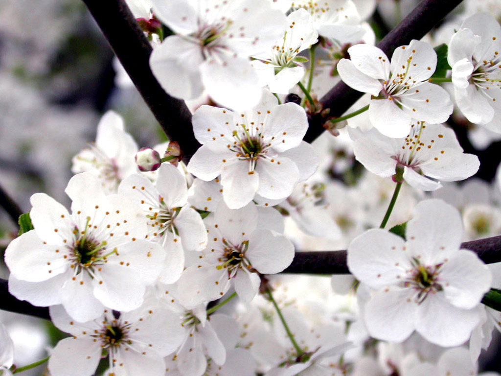 White Flowers Wallpaper Desktop - HD Wallpaper 