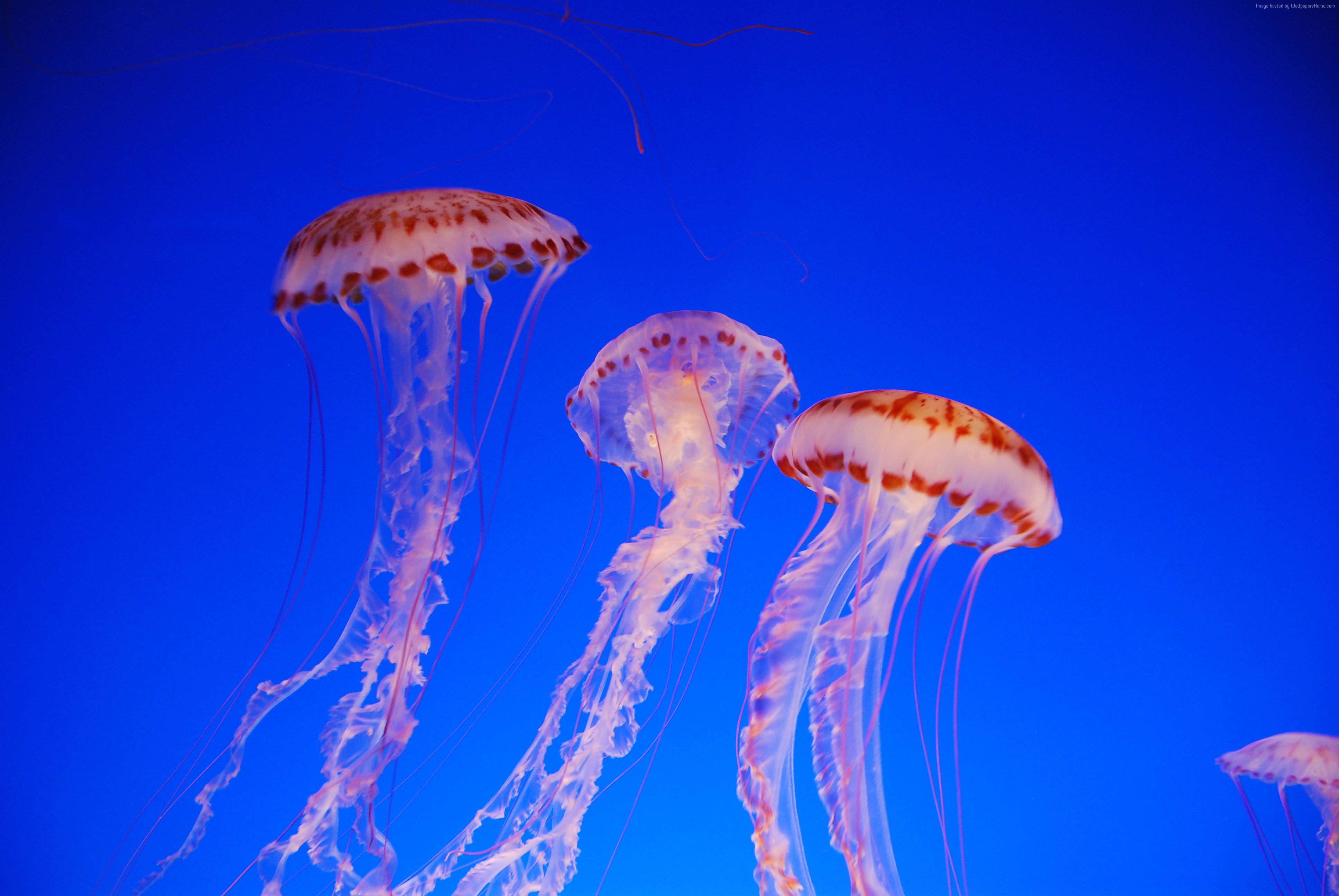 Jellyfish Under The Sea - HD Wallpaper 