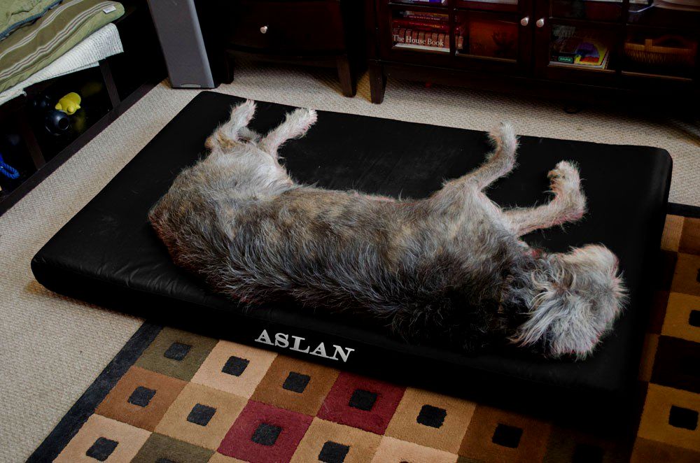 Glen Of Imaal Terrier - HD Wallpaper 