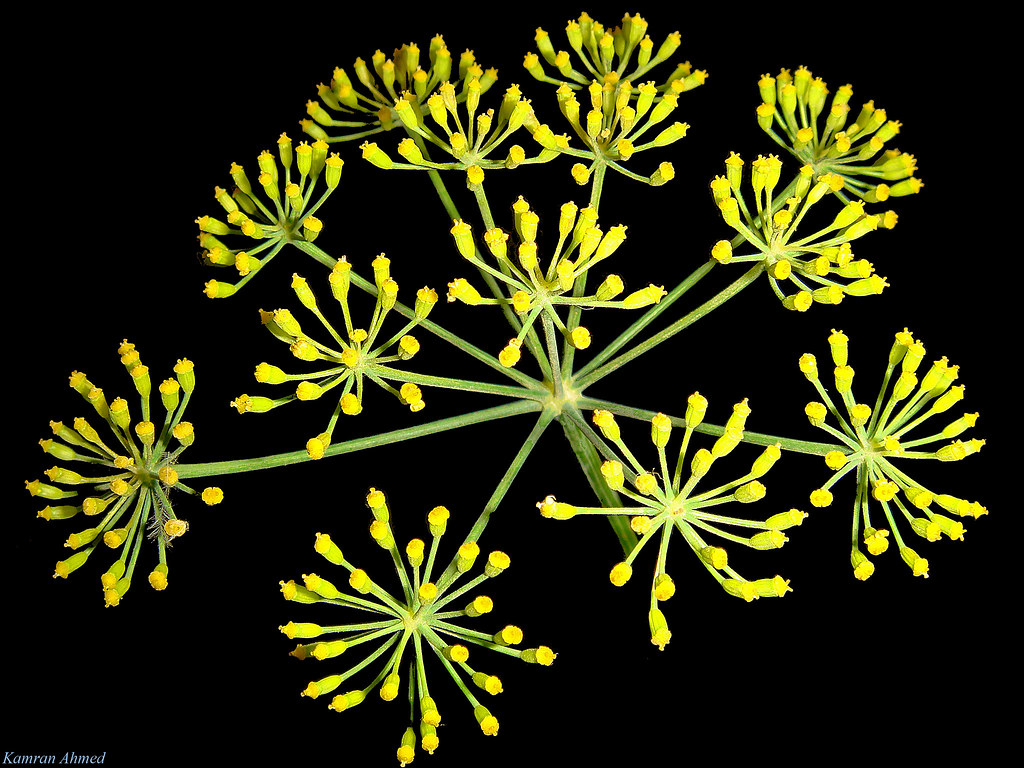 Sweet Fennel - HD Wallpaper 