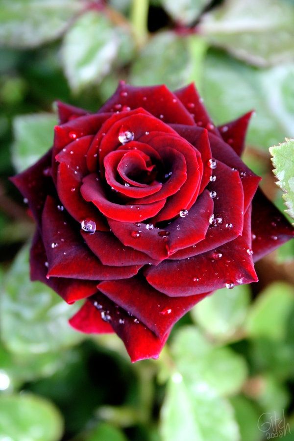 Rose With Drops Of Dew - Most Beautiful Red Rose Flowers - HD Wallpaper 