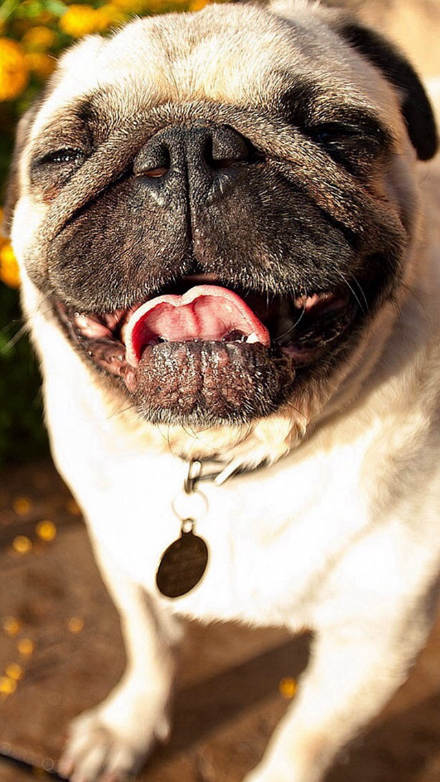 Cute Pug Dog Laughing Iphone Wallpaper - Hd Wallpapers Dogs - HD Wallpaper 