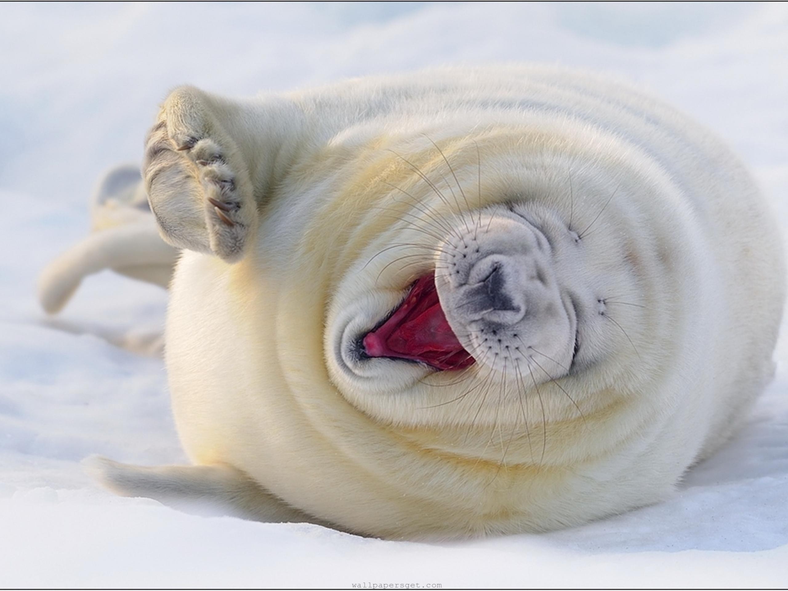 Fat Baby Harp Seals - HD Wallpaper 