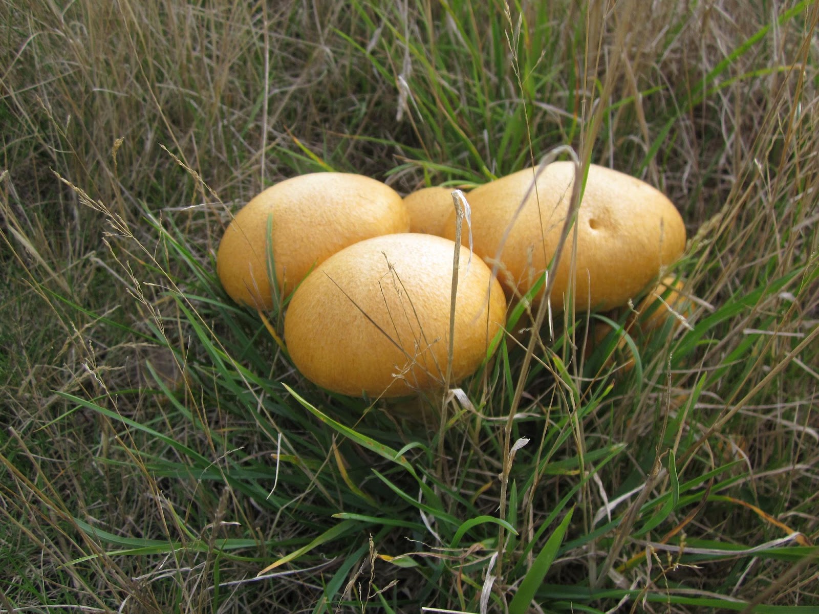 Champignon Mushroom - HD Wallpaper 