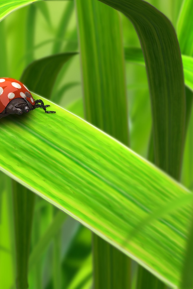 Green Leaf - HD Wallpaper 