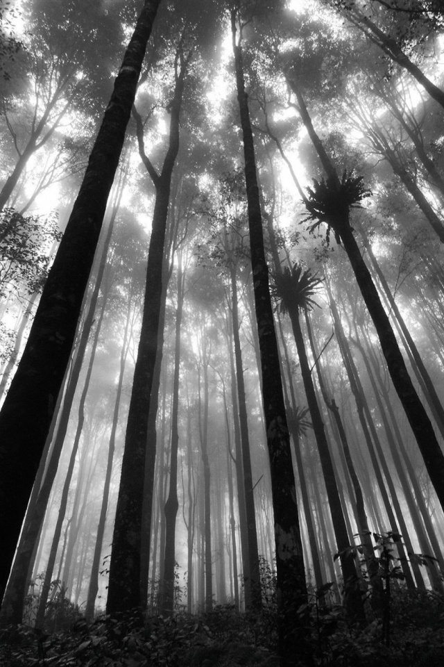 Black And White Anime Forest - HD Wallpaper 