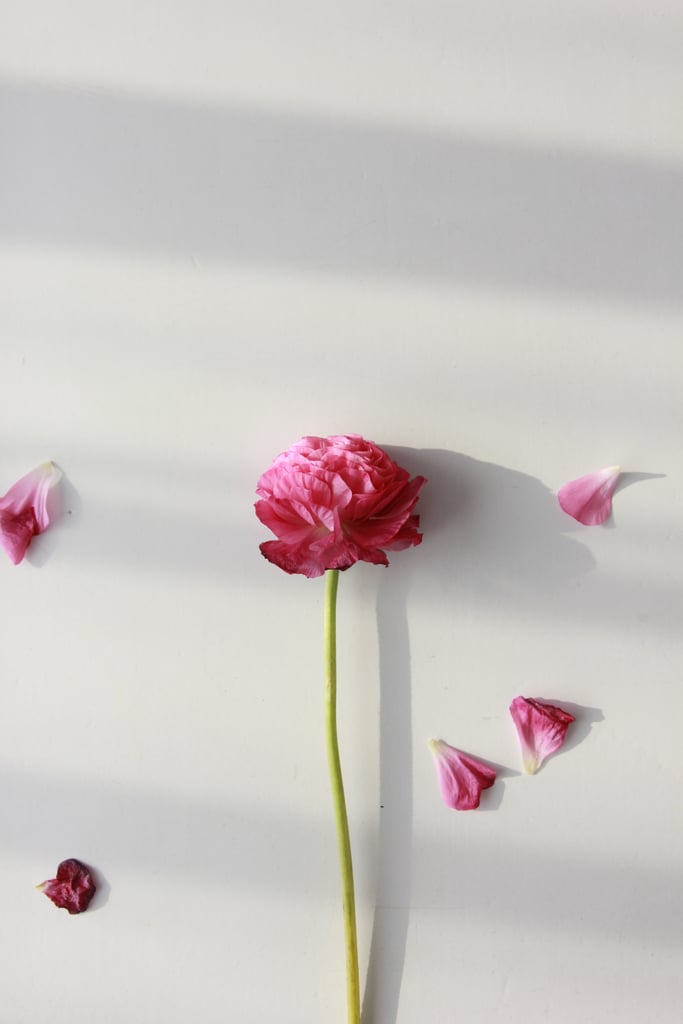Petal - HD Wallpaper 
