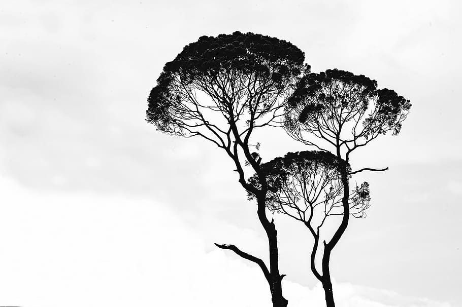 Silhouette Photo Of Trees, Art, Black And White, Branches, - HD Wallpaper 