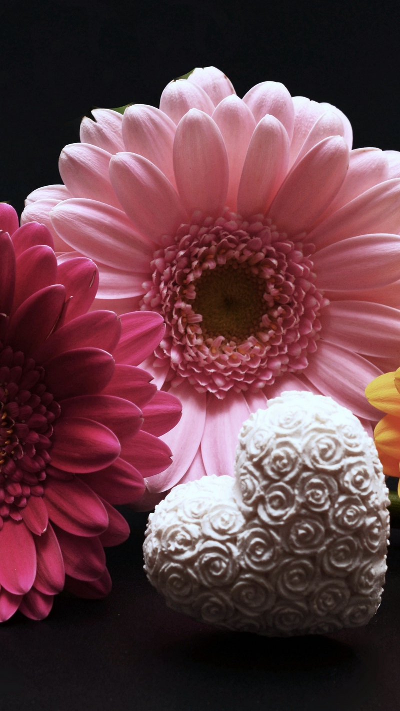 Wallpaper Gerbera, Flower, Heart, Valentines Day - Valentines Day Wallpaper For Ipads - HD Wallpaper 