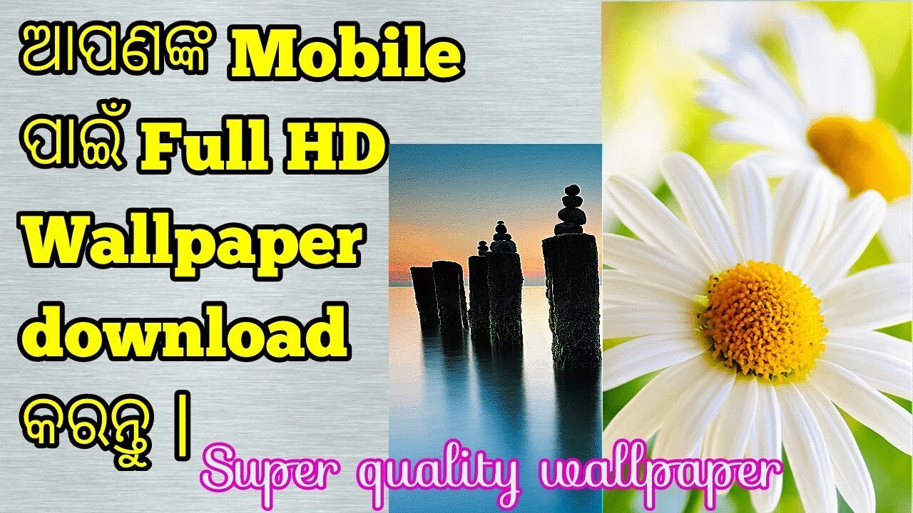 Marguerite Daisy - HD Wallpaper 