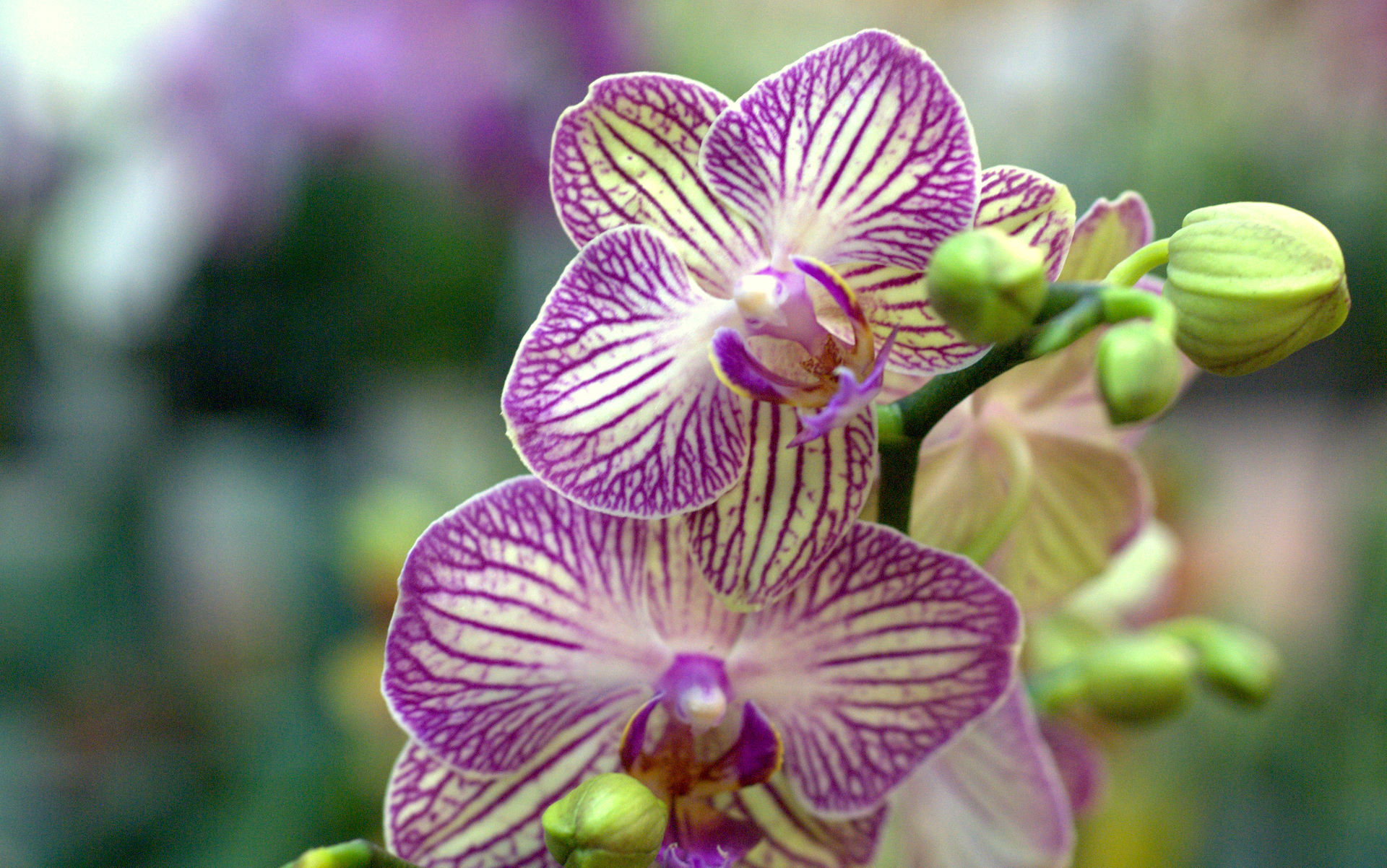 Orchid Wallpaper - Orchid Flower Hd - HD Wallpaper 