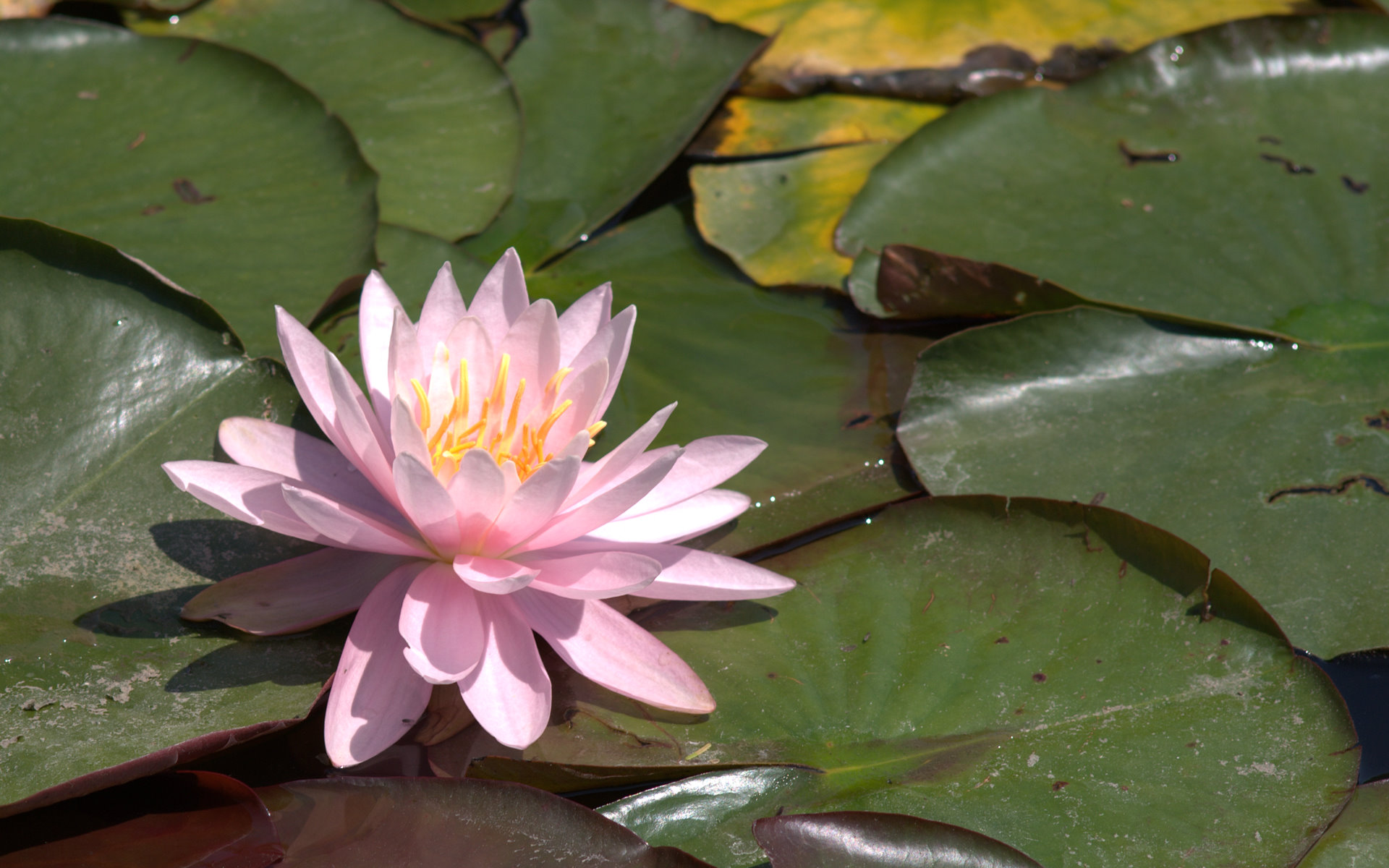 Pink Water Lily Wallpaper - Most Beautiful Water Lily - HD Wallpaper 
