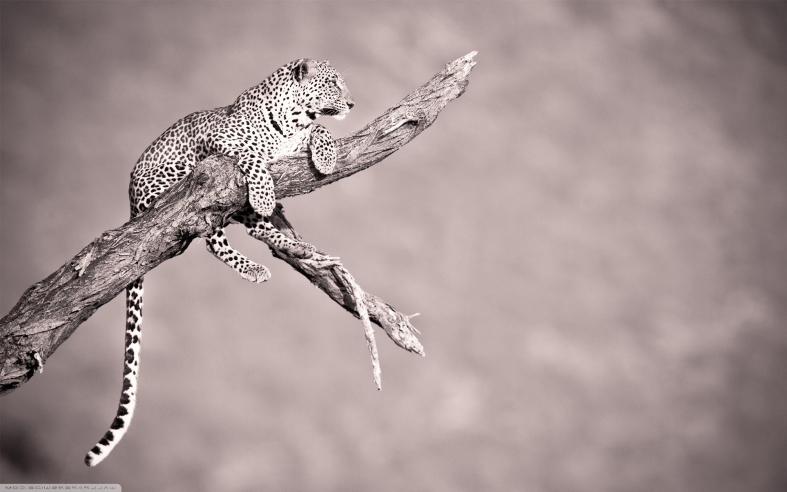 Jaguar Hd Desktop Wallpaper High Definition Fullscreen - Desert Iguana - HD Wallpaper 