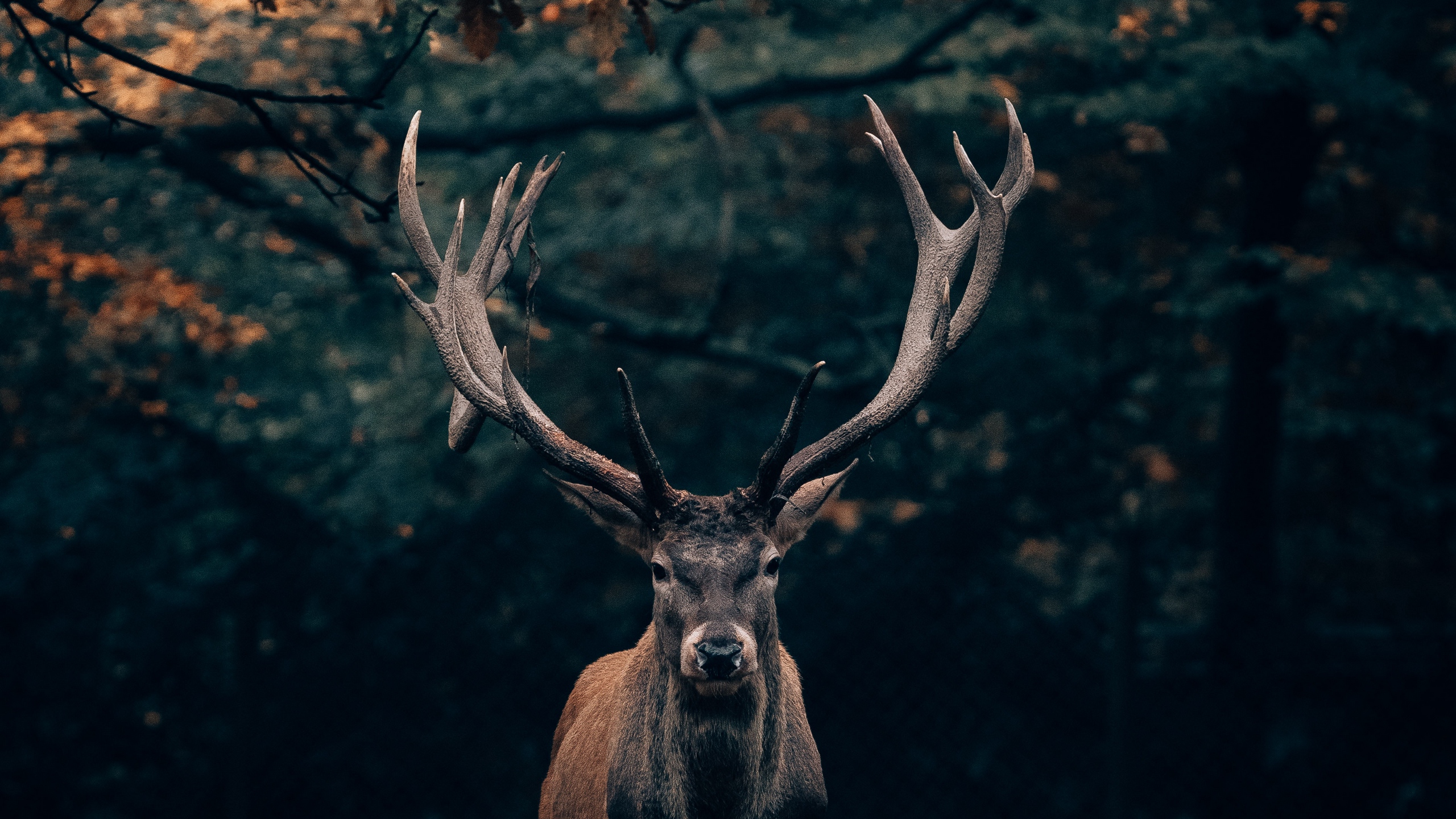 Wallpaper Deer, Wildlife, Horns, Branches, Forest - Iphone 11 Wallpaper Deer - HD Wallpaper 