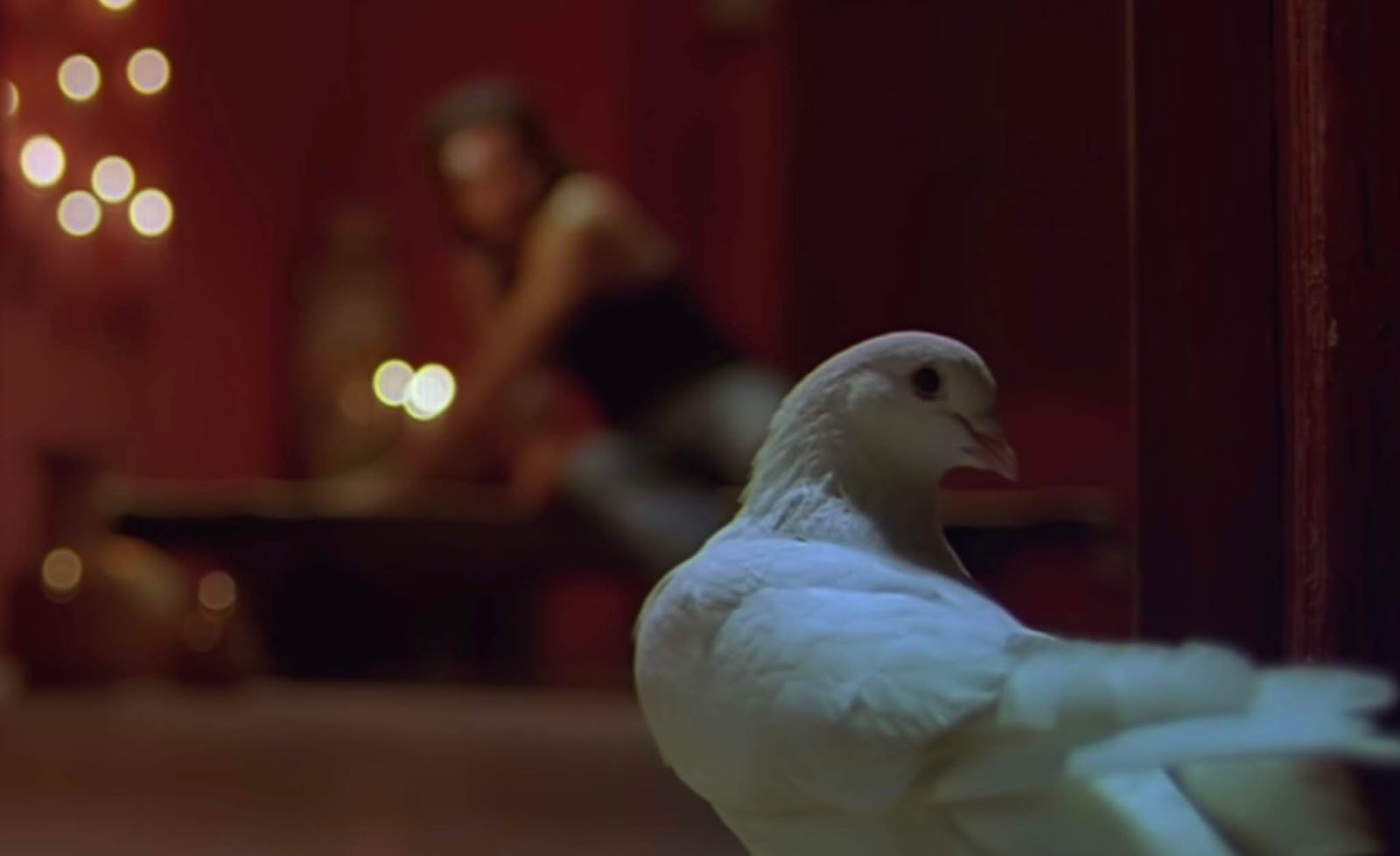 Awarapan Pigeon - HD Wallpaper 
