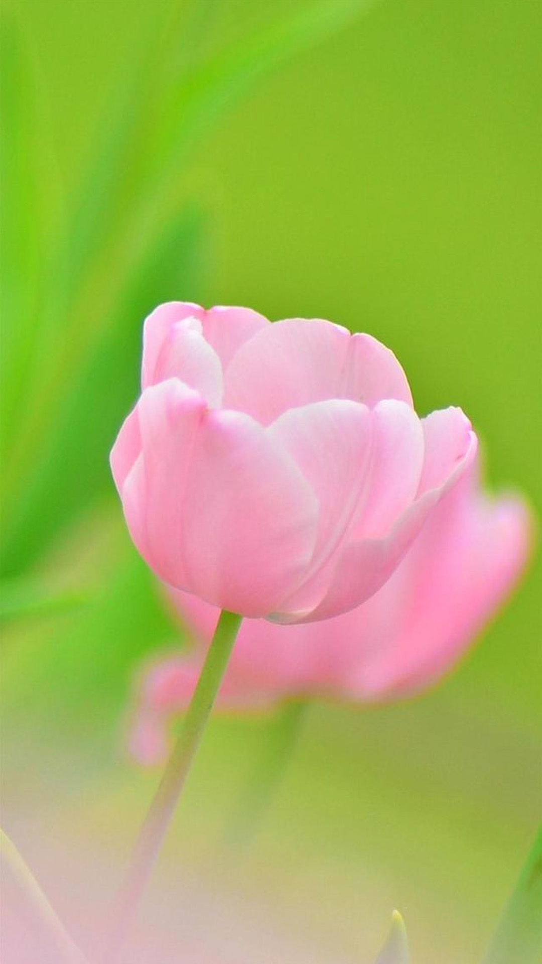 Lotus Flower Iphone Wallpaper - HD Wallpaper 