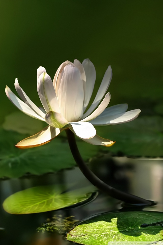 Flor En El Pantano - HD Wallpaper 